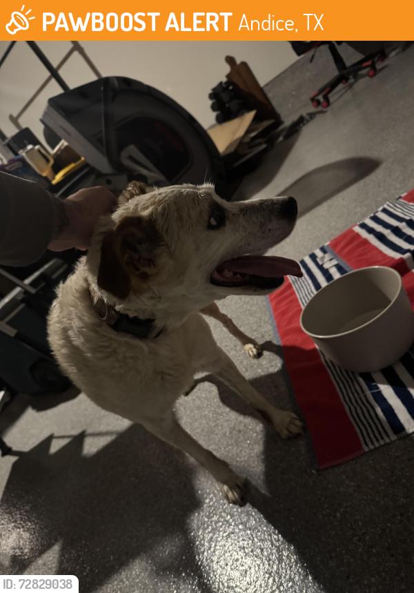 Found/Stray Female Dog last seen Near view Dr Georgetown tx, Andice, TX 78628