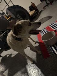 Found/Stray Female Dog last seen Near view Dr Georgetown tx, Andice, TX 78628