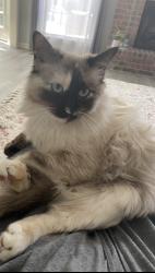 Lost Female Cat last seen Heritage street in Crowley, Crowley, TX 76036