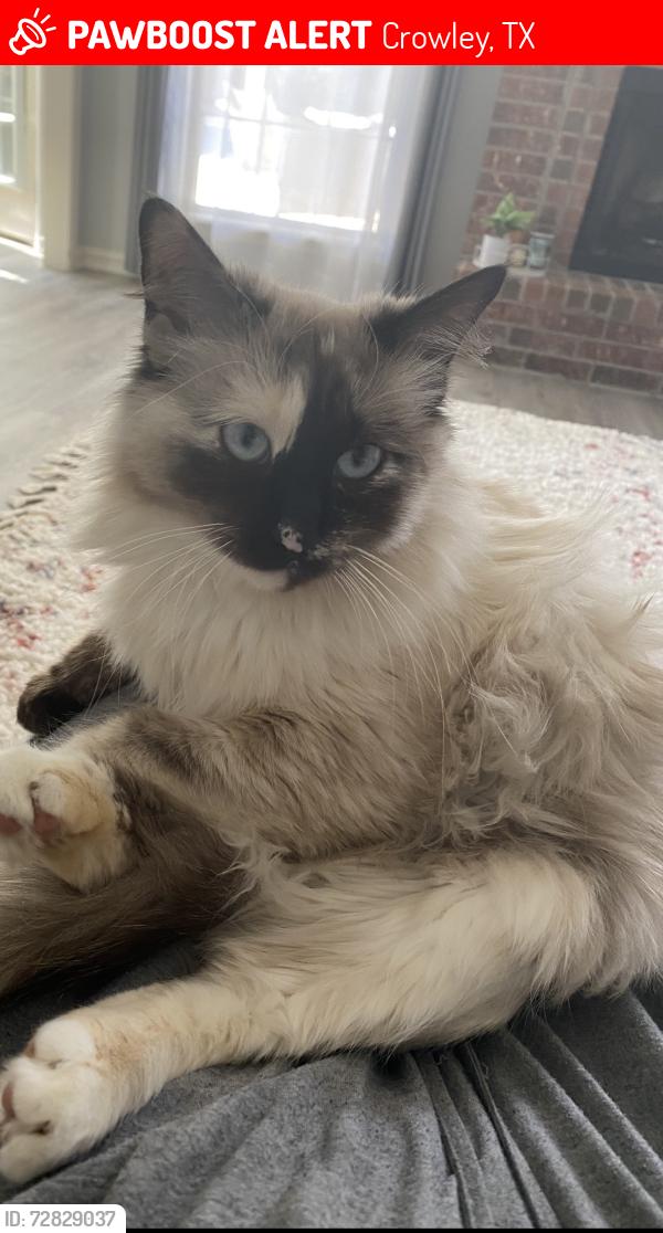 Lost Female Cat last seen Heritage street in Crowley, Crowley, TX 76036