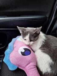 Found/Stray Unknown Cat last seen Highway 33 and Palmer , North Richland Hills, TX 76117