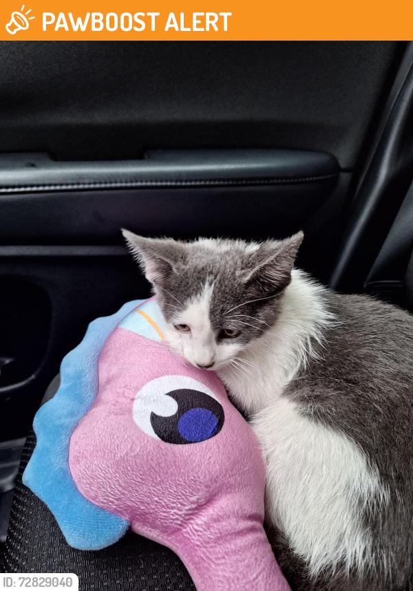 Found/Stray Unknown Cat last seen Highway 33 and Palmer , North Richland Hills, TX 76117