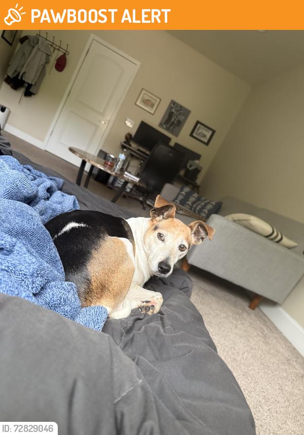 Found/Stray Male Dog last seen Raceway, Escambia County, FL 32511