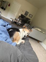 Found/Stray Male Dog last seen Raceway, Escambia County, FL 32511