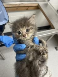 Shelter Stray Female Cat last seen Oakland, CA 94603, Oakland, CA 94601