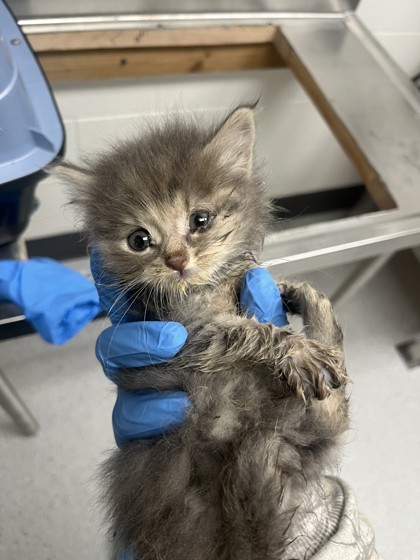 Shelter Stray Female Cat last seen Oakland, CA 94603, Oakland, CA 94601