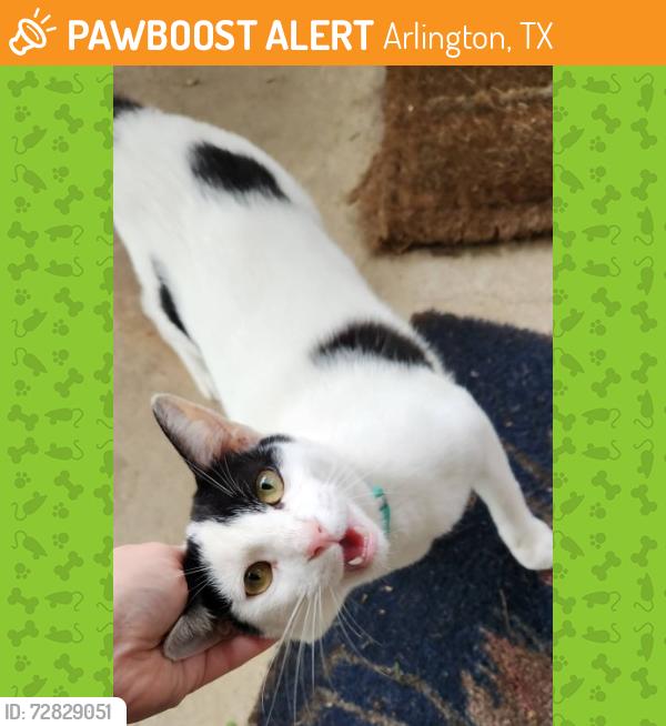 Found/Stray Unknown Cat last seen Fielder and California, Arlington, TX 76015