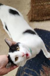 Found/Stray Unknown Cat last seen Fielder and California, Arlington, TX 76015