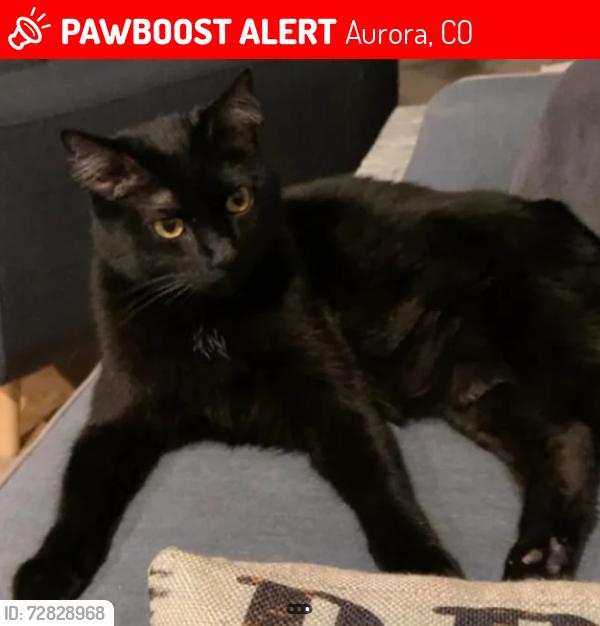 Lost Male Cat last seen Billings St and E 32nd Ave, Aurora, CO 80011