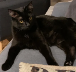 Lost Male Cat last seen Billings St and E 32nd Ave, Aurora, CO 80011