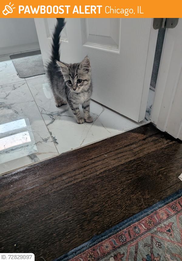 Found/Stray Female Cat last seen S 69 and Eberhart, Chicago, IL 60637