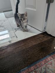 Found/Stray Female Cat last seen S 69 and Eberhart, Chicago, IL 60637