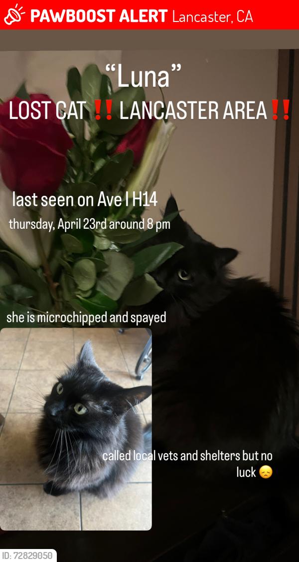 Lost Female Cat last seen W Ave I and 15th St, Lancaster, CA 93534