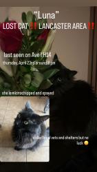 Lost Female Cat last seen W Ave I and 15th St, Lancaster, CA 93534