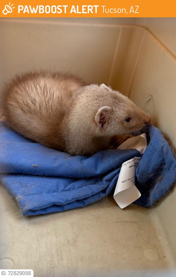Found/Stray Unknown Ferret last seen Valencia and Camino Verde, in neighborhood, Tucson, AZ 85757