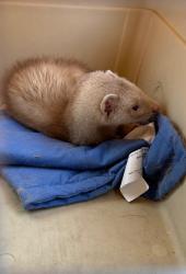 Found/Stray Unknown Ferret last seen Valencia and Camino Verde, in neighborhood, Tucson, AZ 85757