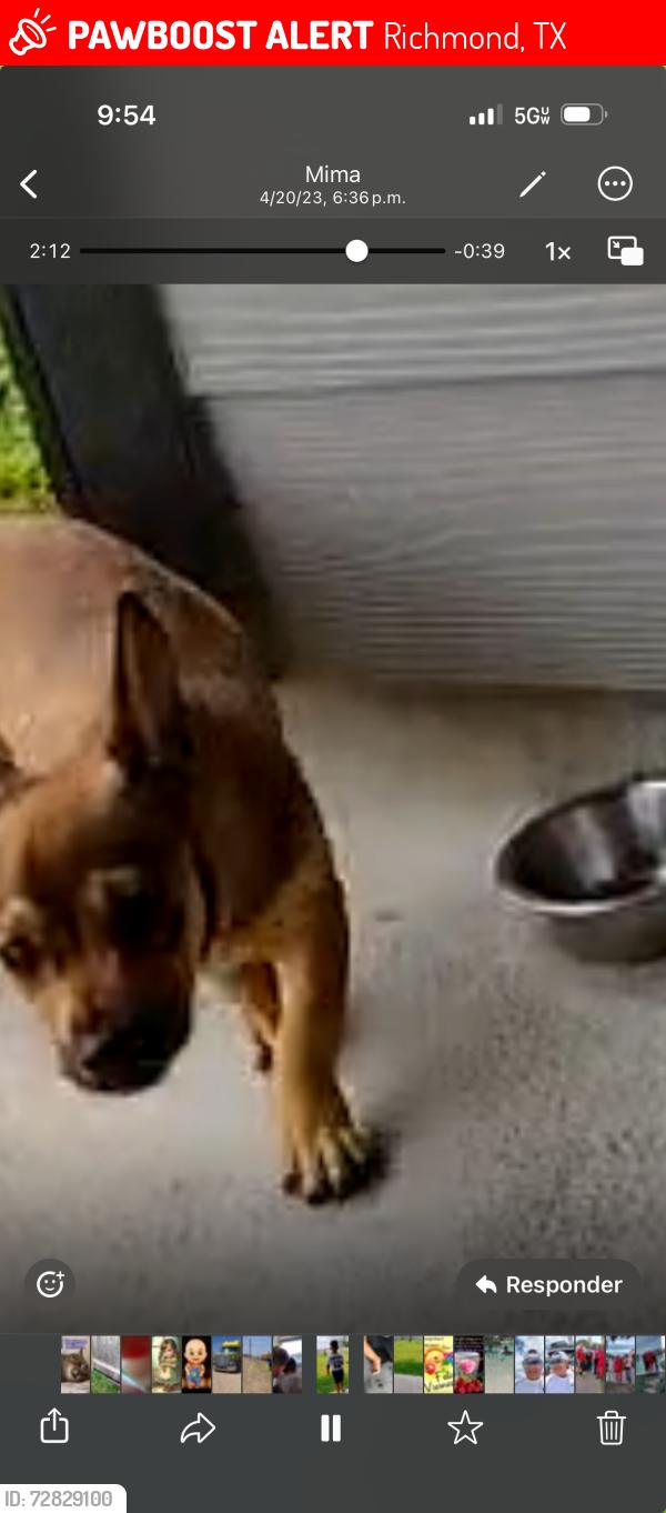 Lost Male Dog last seen Mision , Richmond, TX 77407