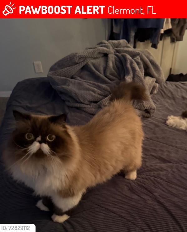 Lost Male Cat last seen Near vineyard court, Clermont, FL 34711