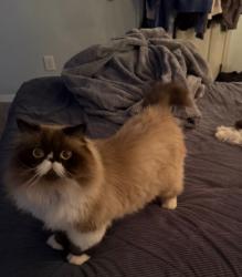 Lost Male Cat last seen Near vineyard court , Clermont, FL 34711