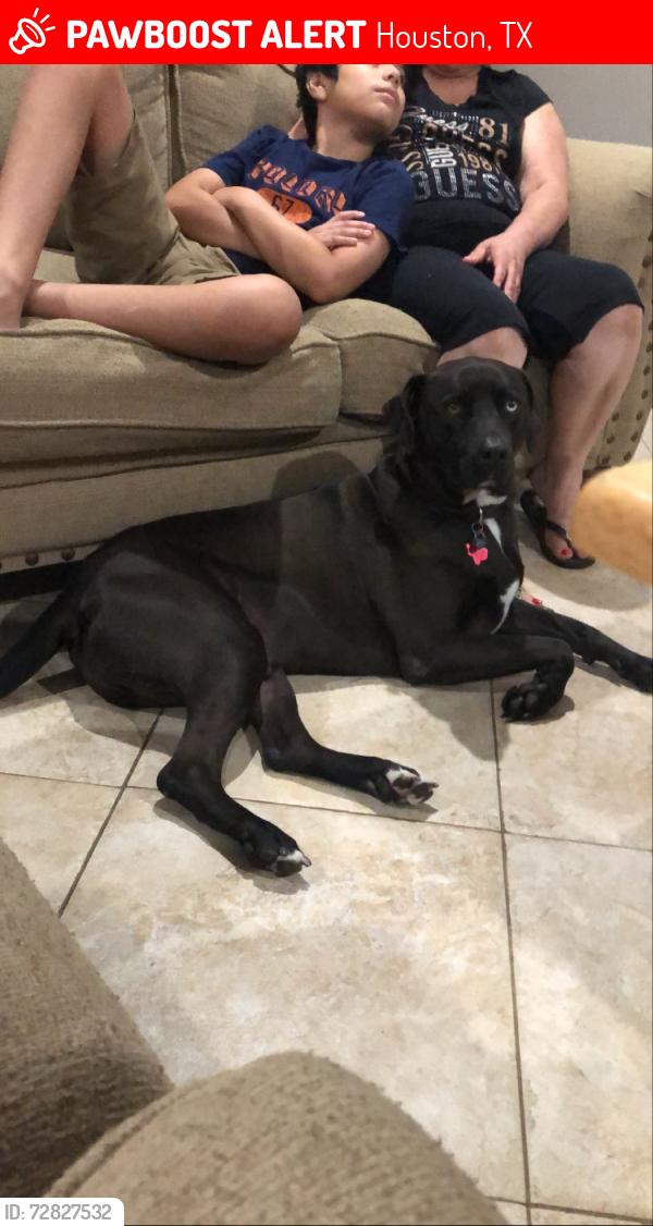 Lost Male Dog last seen Westpark and Eldridge , Houston, TX 77077