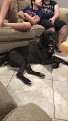 Lost Male Dog last seen Westpark and Eldridge , Houston, TX 77077