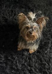 Lost Female Dog last seen Blue diamond rd & Hualapai way , Las Vegas, NV 89161