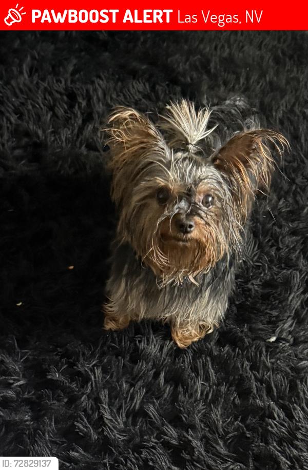 Lost Female Dog last seen Blue diamond rd & Hualapai way , Las Vegas, NV 89161