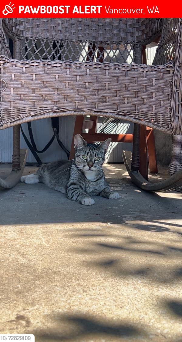 Lost Female Cat last seen Goodys market, Vancouver, WA 98660