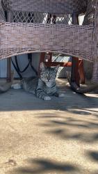 Lost Female Cat last seen Goodys market, Vancouver, WA 98660