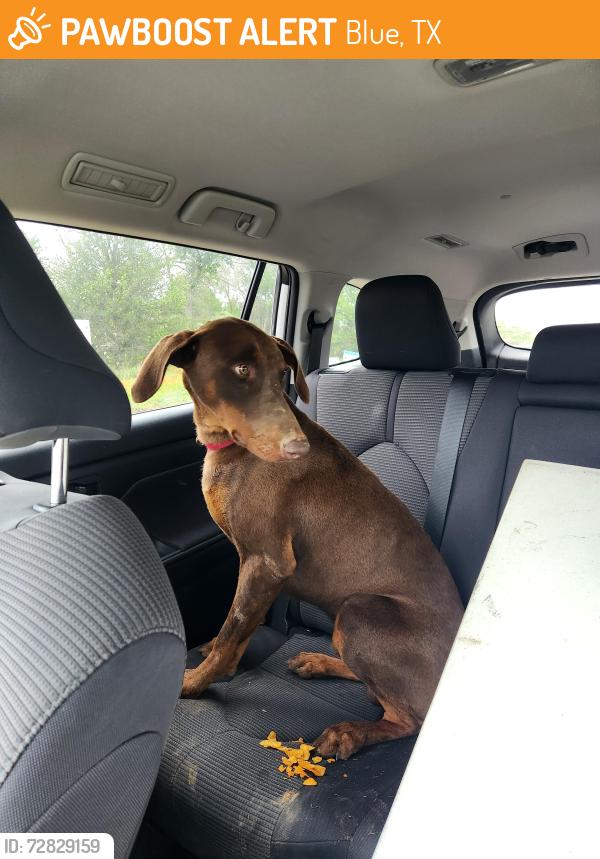 Found/Stray Male Dog last seen FM696, Mundine rd, Blue, TX 78947