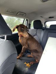 Found/Stray Male Dog last seen FM696, Mundine rd, Blue, TX 78947