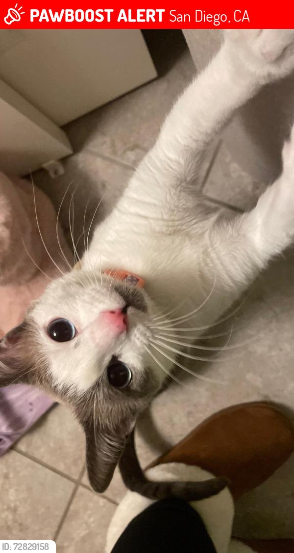 Lost Female Cat last seen olive and 3rd avenue, San Diego, CA 92103