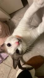 Lost Female Cat last seen olive and 3rd avenue, San Diego, CA 92103