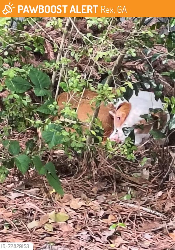 Found/Stray Female Dog last seen Rex rd, Rex, GA 30273