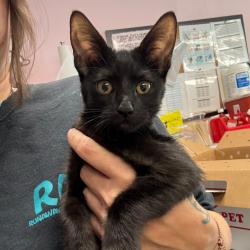Shelter Stray Female Cat last seen , Port Richey, FL 34653