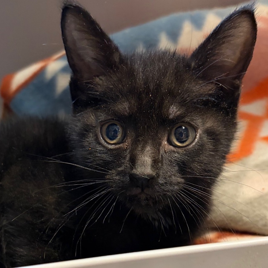 Shelter Stray Male Cat last seen , Red Bank, TN 37415