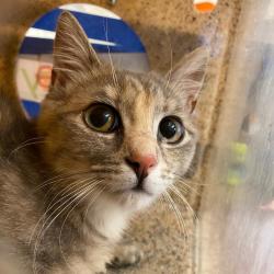 Shelter Stray Female Cat last seen , Memphis, TN 38133