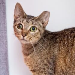 Shelter Stray Female Cat last seen , Hattiesburg, MS 39401