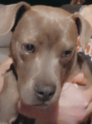 Found/Stray Male Dog last seen Brook Forest Dr. Neighborhood across from 711 and Dollar General off of Hwy178, Anderson, SC 29621
