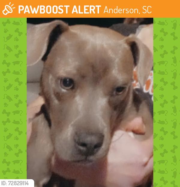 Found/Stray Male Dog last seen Brook Forest Dr. Neighborhood across from 711 and Dollar General off of Hwy178, Anderson, SC 29621