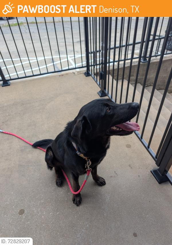 Found/Stray Male Dog last seen Martin Luther King st, Denison, TX 75020