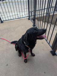Found/Stray Male Dog last seen Martin Luther King st, Denison, TX 75020
