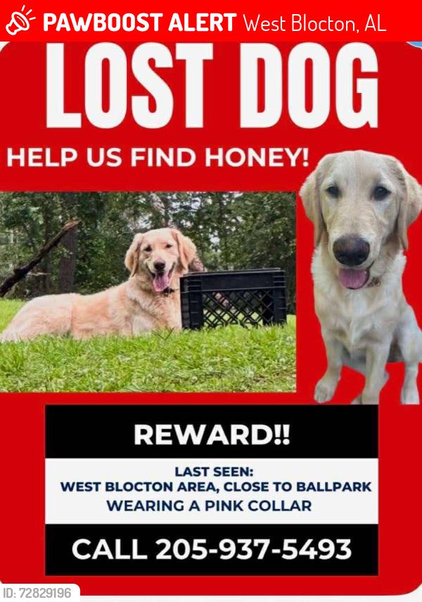 Lost Female Dog last seen Cahaba River Road in West Blocton.Alabama, West Blocton, AL 35184
