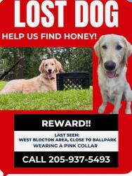 Lost Female Dog last seen Cahaba River Road in West Blocton.Alabama, West Blocton, AL 35184