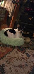 Reunited Male Dog last seen Douglas Ave Gervais, OR, Gervais, OR 97026
