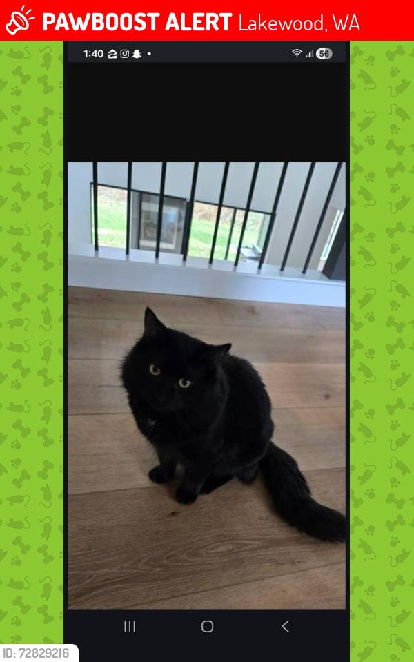 Lost Male Cat last seen Village at seeley lake apmts , Lakewood, WA 98499