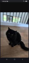 Lost Male Cat last seen Village at seeley lake apmts , Lakewood, WA 98499