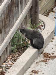 Found/Stray Unknown Cat last seen 144th and York, Thornton, CO 80602