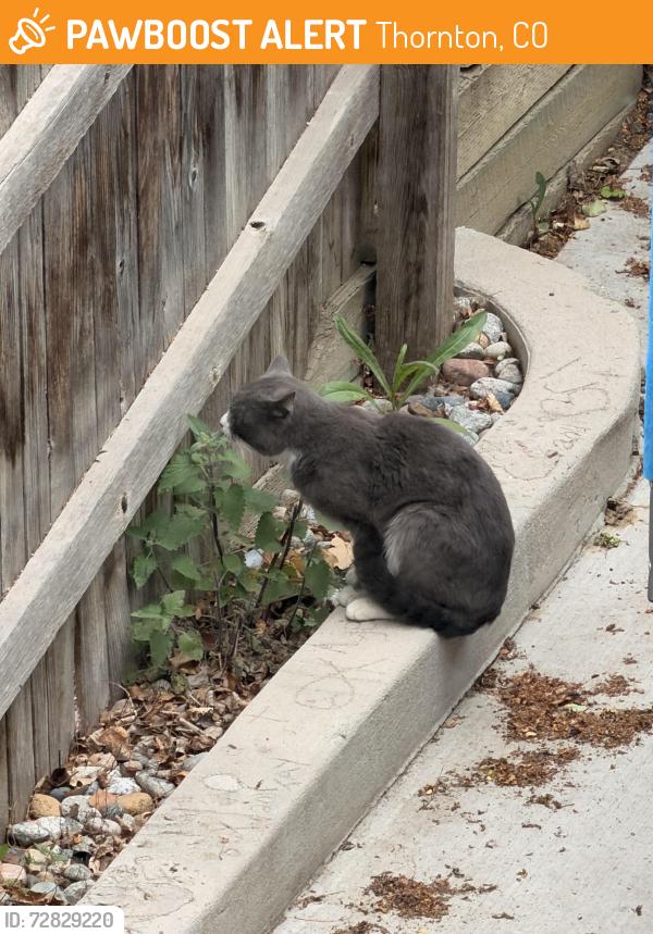 Found/Stray Unknown Cat last seen 144th and York, Thornton, CO 80602