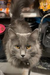 Lost Male Cat last seen Roselle Ave between Briggsmore and Merle, Modesto, CA 95355